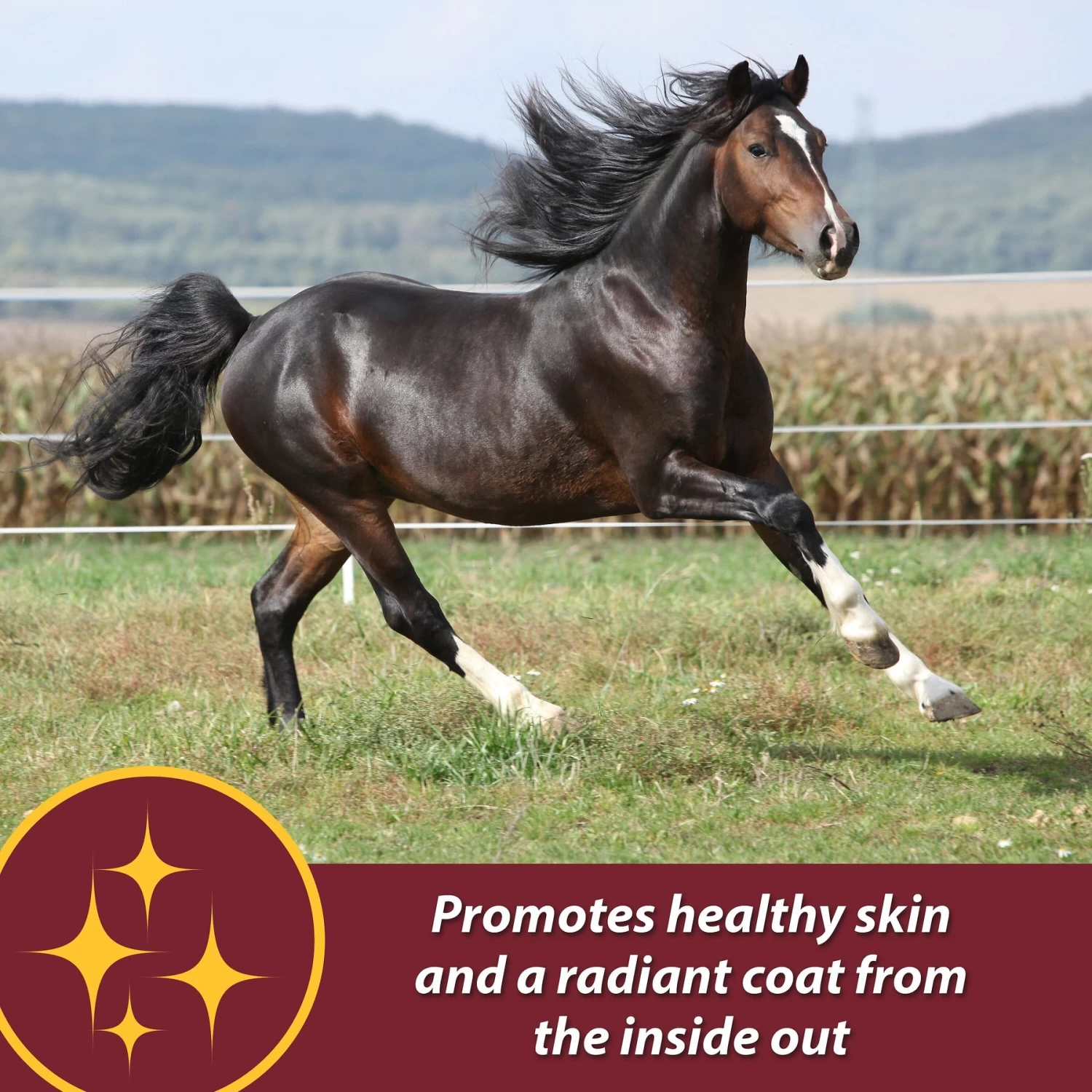 Farnam Laser Sheen Skin & Coat Horse Supplement - Image 2